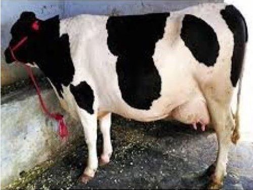 HF Cow For Dairy Farm