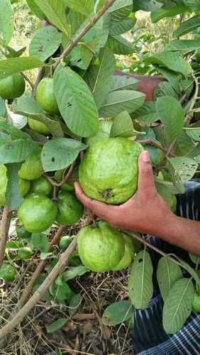 V N R Guava Fruit Plant Size: Vary