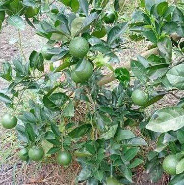 Sweet Malta Lemon Plant