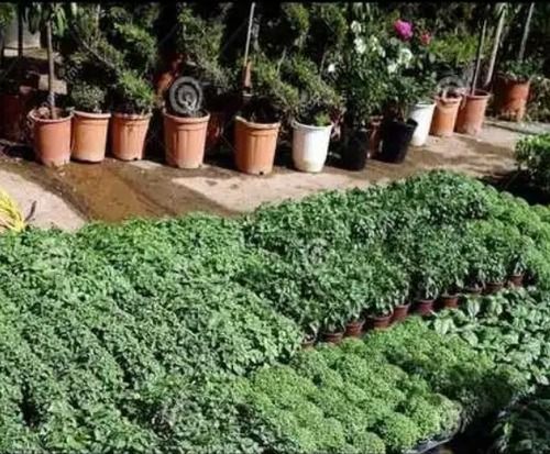 Herbal Green Plants Nursery 