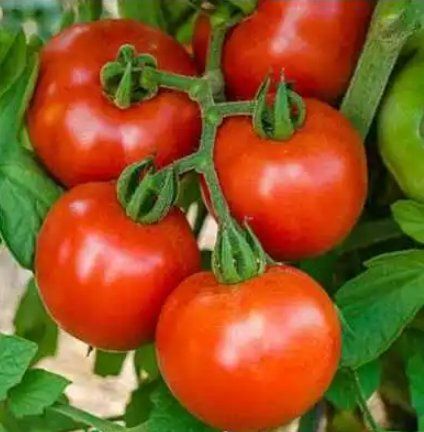 High Nutritive Value Organic Tomato