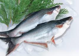 frozen whole pangasius