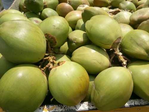 Organic Farm Fresh Green Tender Coconut