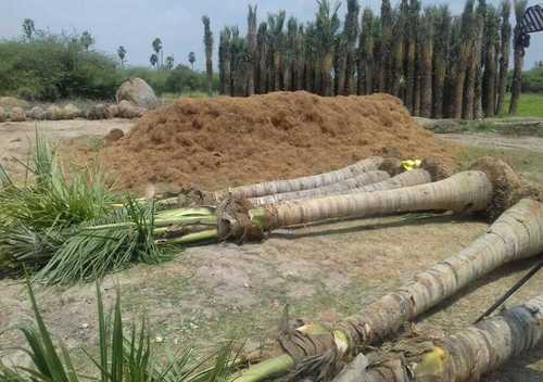 Big Coconut Plant With Root And Leaves