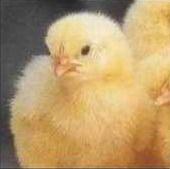 Broiler Chicks For Poultry Farm By NISSI ASSOCIATES