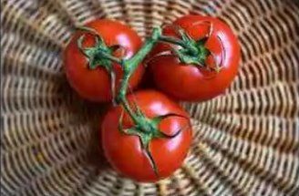 Medium Size Fresh Tomato