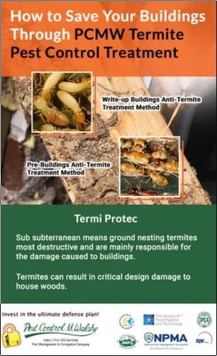 Termite Control Management Services By Pest Control M. Walshe