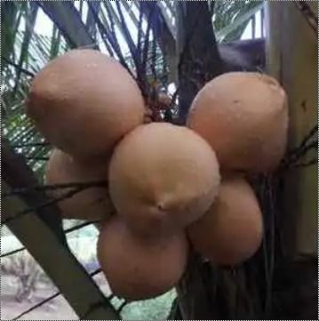 Fresh Orange Tender Coconut 