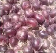 Medium Fresh Red Onion Vegetable