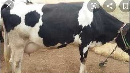 Healthy And Fit HF Cow