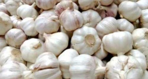 A Grade Fresh Garlic Shelf Life: 10 Days