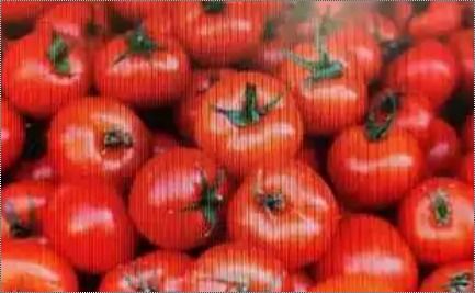 Round Fresh Vegetables Red Tomato 