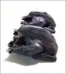 Black Frozen Kadaknath Chicken 