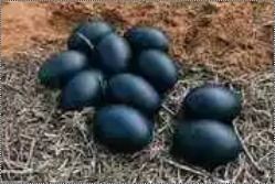 Kadaknath Fresh Organic Eggs 