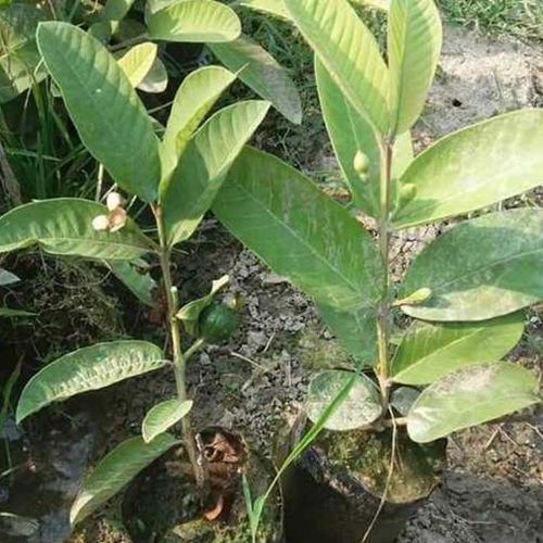 L49 Guava Plant For Nursery