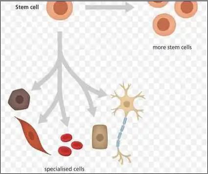 Human Stem Cells Services