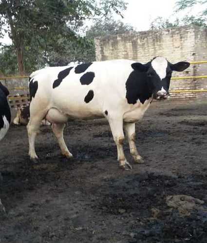 Sahiwal Cow