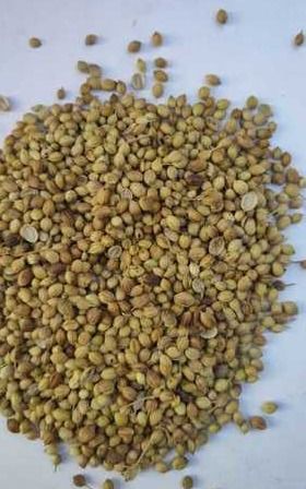 Natural Dried Coriander Seeds