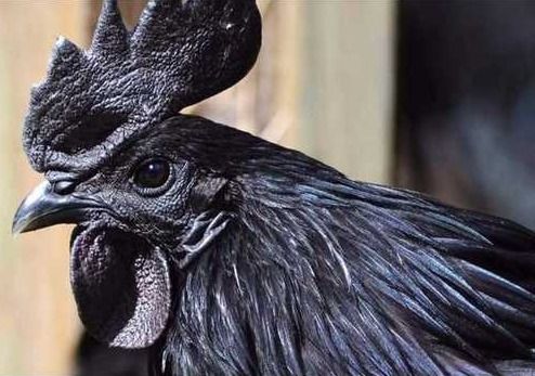 Black Low Price Kadaknath Chicken