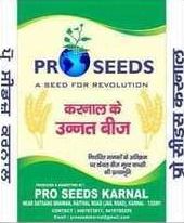 Natural Pb 1509 Basmati Paddy Seed