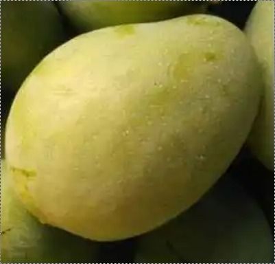 Banganapalli Juicy Tasty Mangoes 