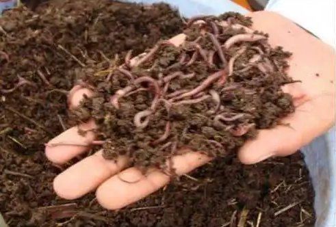 Organic Vermicompost from Earthworm