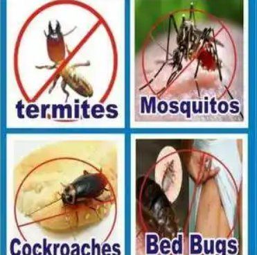 Pest Control Service By Pest Management Services