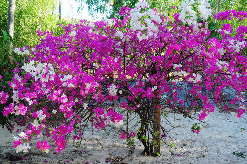 Multi Colored Bougainvillea Flower Plant