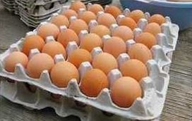 Pure Organic Gavrani Egg