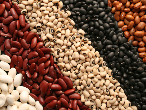 High Quality Hot Sale Black Kidney Beans