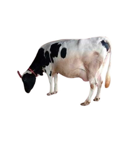 Healthy Hf Cow - Color: White