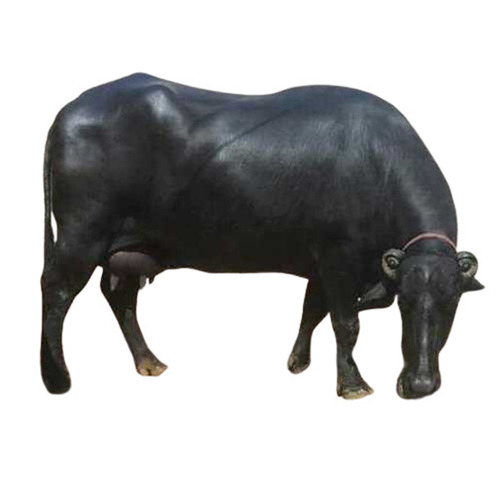 Jet Black Murrah Buffalo - Gender: Female