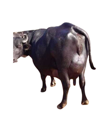 Murrah Buffalo For Best Quality Milking - Color: Jet Black