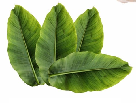 बनबा लीव (लेगरस्ट्रोमिया स्पेशियोसा)