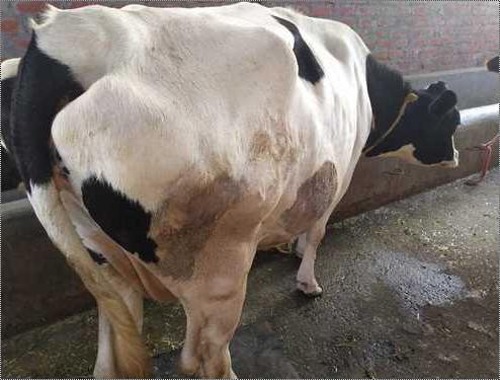 Black And White Hf Healthy Sahiwal Cow