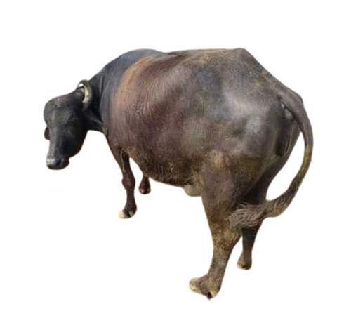 Black Murrah Buffalo - Gender: Female