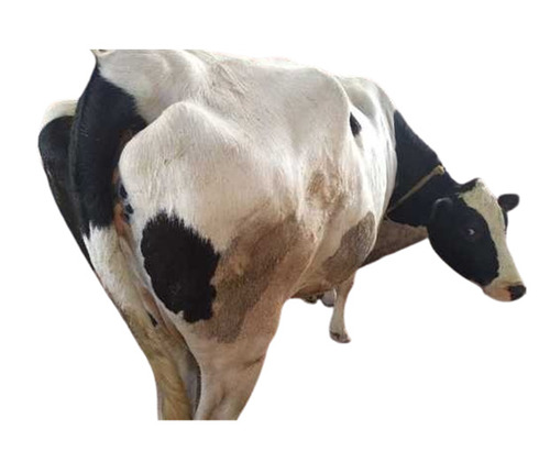 High Breed HF Cow - 400-500 lbs, White And Black Color | Female Holstein Friesian for Milking