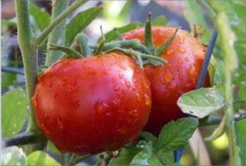 Round Red Color Fresh Tomato