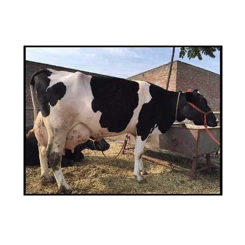 Dairy Hf Cow - Color: Black And White