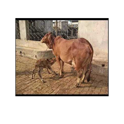 Red Dairy Sahiwal Cow - Gender: Female