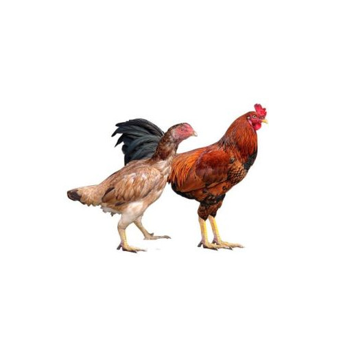 Nati Koli Live Chicken - 90 Days Old, 2 Kg Weight | Multi Color, Ideal for Poultry and Meat