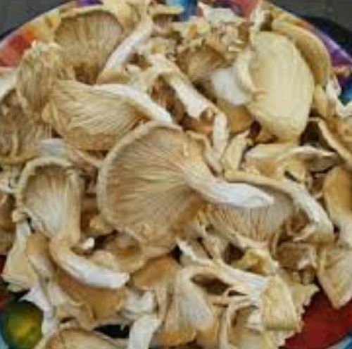 Organic Dried Oyster Mushroom - Grade A, 100 kg, Pure White | No Preservatives, Non Harmful, Ideal for Cooking