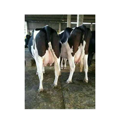 Female Hf Cow - Color: White And Black