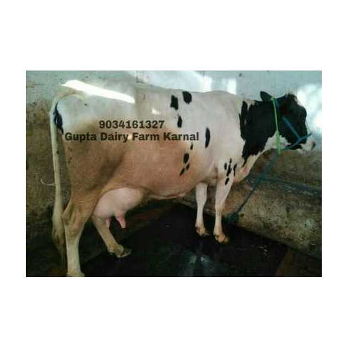 Karnal Dairy Hf Cow - Color: Black And White