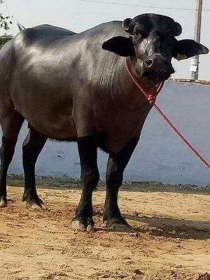 Black Pregnant Murrah Buffalo