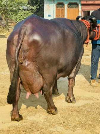 Black Buffalo - Breed: Murrah