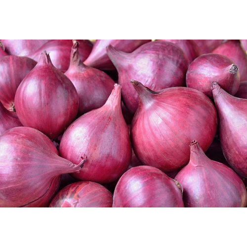 100% Fresh Red Onion
