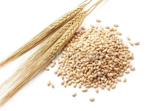 Natural and Pure Barley Seeds