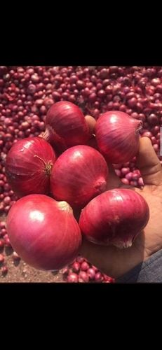 Chemical Free Indian Onion