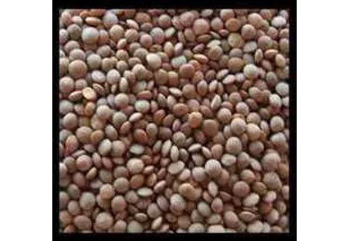Highly Nutritious Masoor Dal